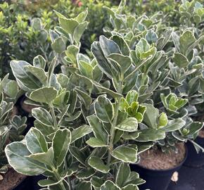 brslen japonský 'Silver Simon' - Euonymus japonicus 'Silver Simon'