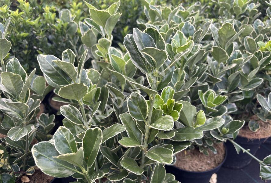 brslen japonský 'Silver Simon' - Euonymus japonicus 'Silver Simon'