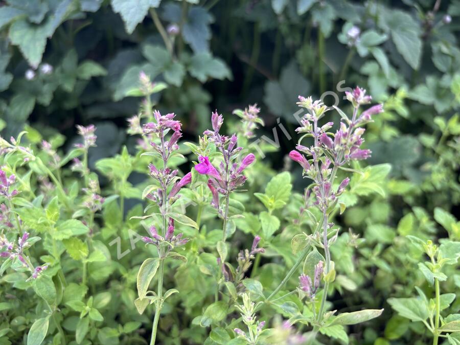 Agastache 'Apadana Rose' - Agastache hybrida 'Apadana Rose'
