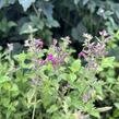 Agastache 'Apadana Rose' - Agastache hybrida 'Apadana Rose'