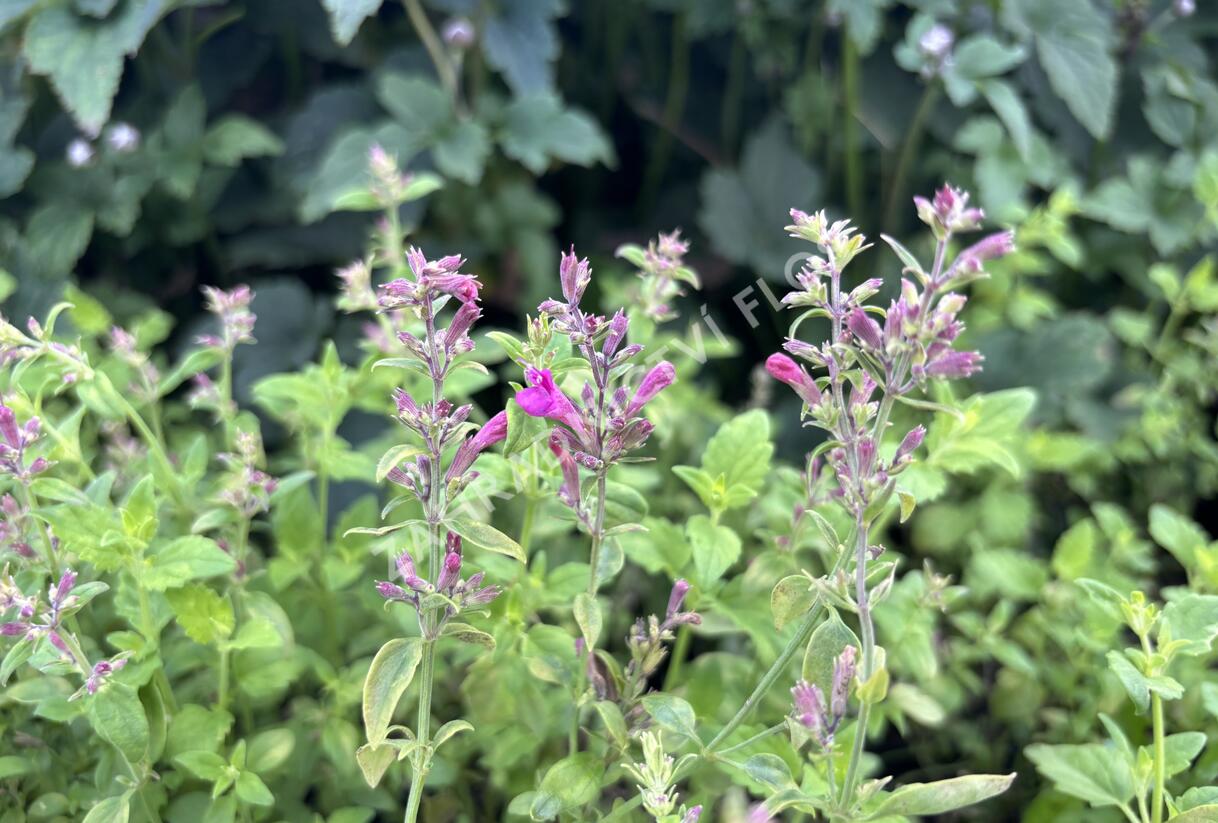 Agastache 'Apadana Rose' - Agastache hybrida 'Apadana Rose'