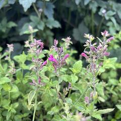 Agastache 'Apadana Rose' - Agastache hybrida 'Apadana Rose'