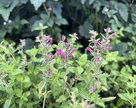 Agastache 'Apadana Rose'