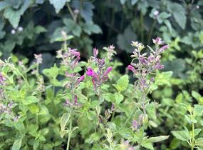 Agastache 'Apadana Rose' - Agastache hybrida 'Apadana Rose'