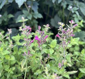 Agastache 'Apadana Rose' - Agastache hybrida 'Apadana Rose'