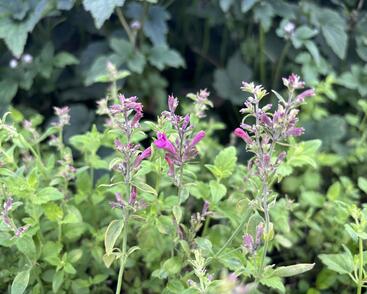 Agastache 'Apadana Rose'
