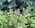 Agastache 'Apadana Rose'