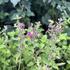 Agastache hybrida 'Apadana Rose'_01.JPG