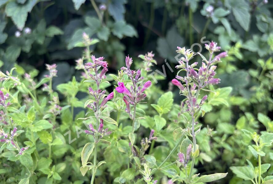 Agastache 'Apadana Rose' - Agastache hybrida 'Apadana Rose'