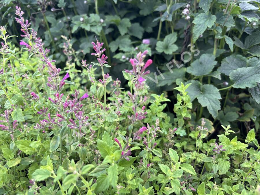 Agastache 'Apadana Rose' - Agastache hybrida 'Apadana Rose'