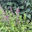 Agastache 'Apadana Rose' - Agastache hybrida 'Apadana Rose'