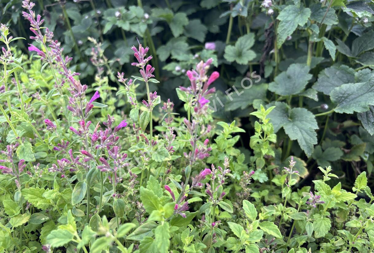 Agastache 'Apadana Rose' - Agastache hybrida 'Apadana Rose'