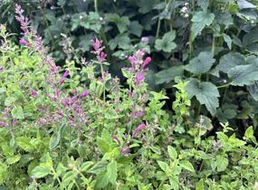 Agastache 'Apadana Rose' - Agastache hybrida 'Apadana Rose'