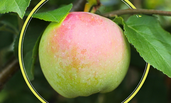 FLOS - Ovoce se slevou 50 % Sklik (čtverec) 2.png