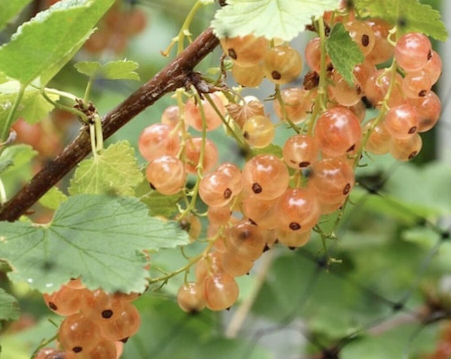 Rybíz červený 'Pink Champagne' - Ribes rubrum 'Pink Champagne'