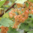 Rybíz červený 'Pink Champagne' - Ribes rubrum 'Pink Champagne'