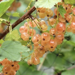 Rybíz červený 'Pink Champagne' - Ribes rubrum 'Pink Champagne'