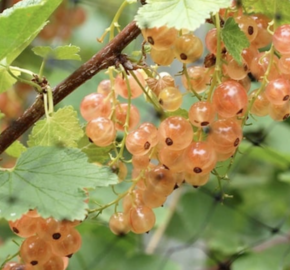 Rybíz červený 'Pink Champagne' - Ribes rubrum 'Pink Champagne'