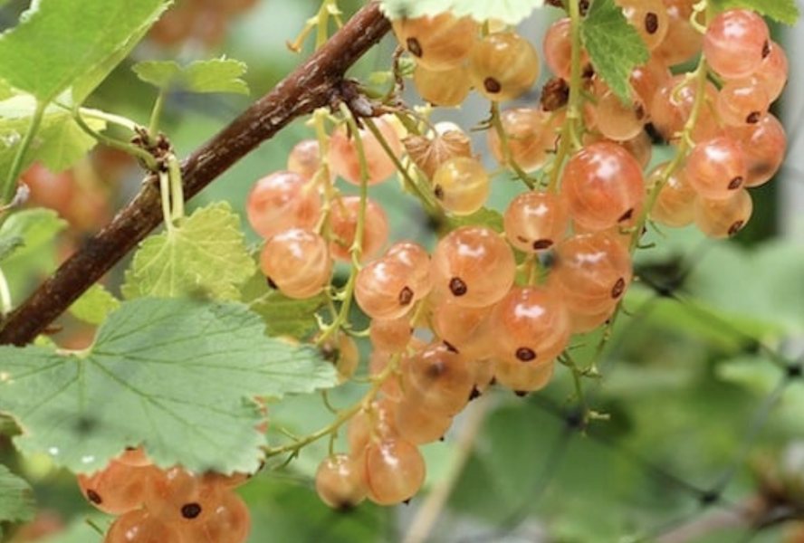 Rybíz červený 'Pink Champagne' - Ribes rubrum 'Pink Champagne'