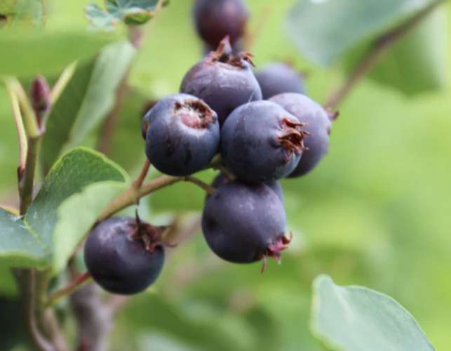 Muchovník olšolistý 'Saskablue' - Amelanchier alnifolia 'Saskablue'