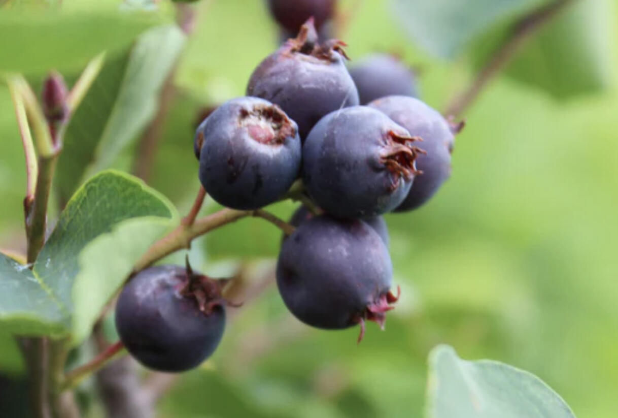 Muchovník olšolistý 'Saskablue' - Amelanchier alnifolia 'Saskablue'