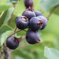 Muchovník olšolistý 'Saskablue' - Amelanchier alnifolia 'Saskablue'