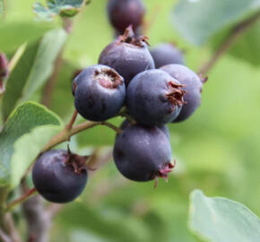 Muchovník olšolistý 'Saskablue'