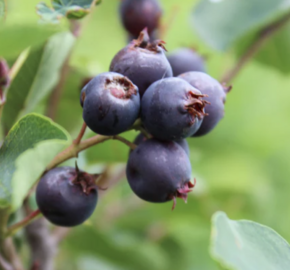 Muchovník olšolistý 'Saskablue' - Amelanchier alnifolia 'Saskablue'