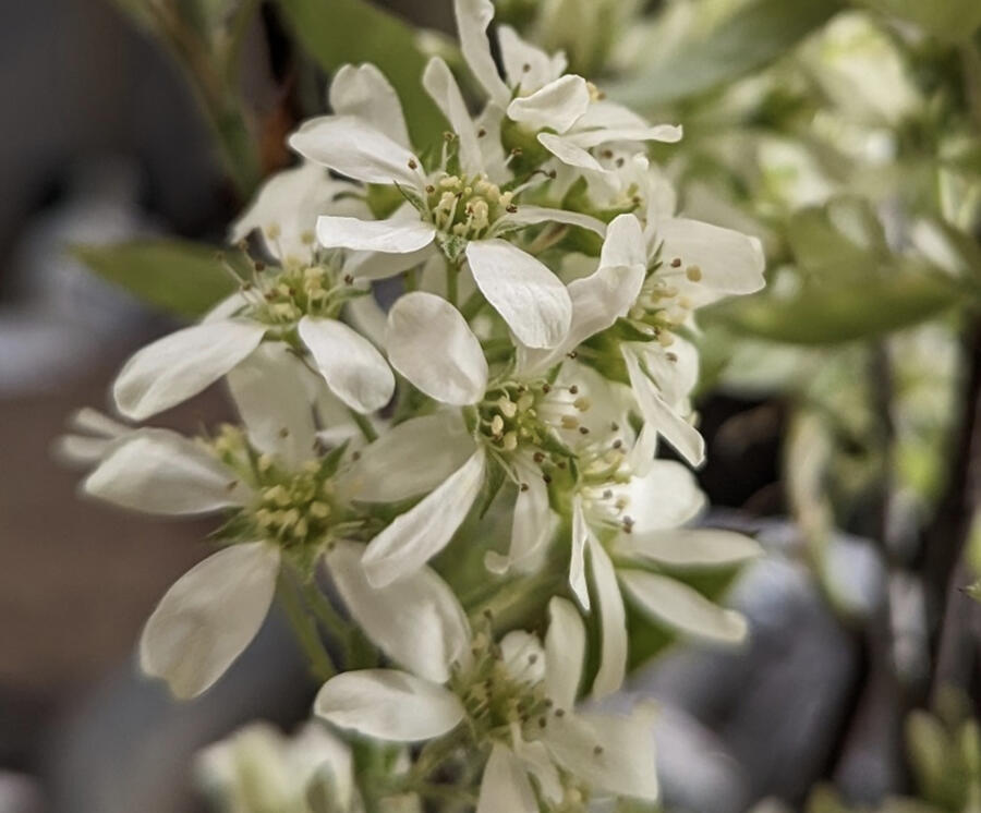 Muchovník olšolistý 'Saskablue' - Amelanchier alnifolia 'Saskablue'