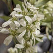 Muchovník olšolistý 'Saskablue' - Amelanchier alnifolia 'Saskablue'