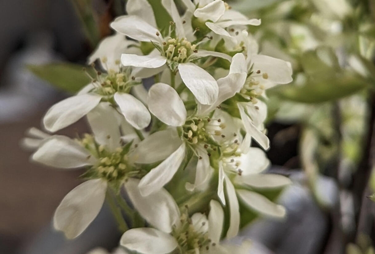Muchovník olšolistý 'Saskablue' - Amelanchier alnifolia 'Saskablue'