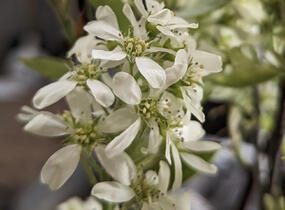 Muchovník olšolistý 'Saskablue' - Amelanchier alnifolia 'Saskablue'