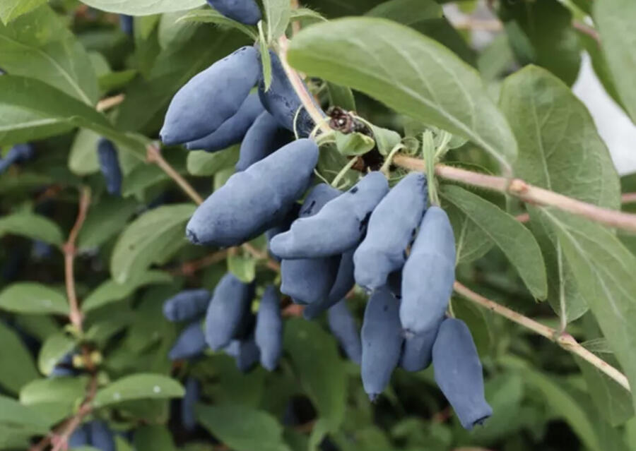 Zimolez kamčatský 'Aurora' - Lonicera kamtschatica 'Aurora'