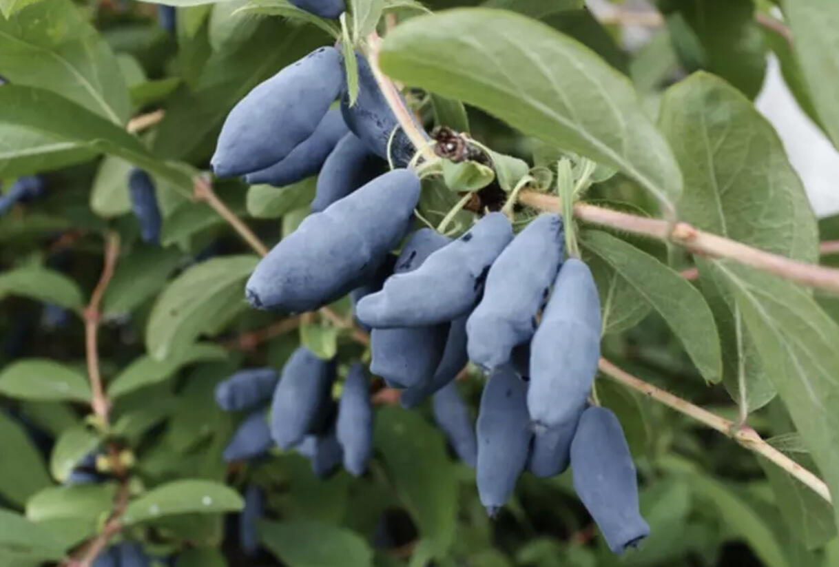Zimolez kamčatský 'Aurora' - Lonicera kamtschatica 'Aurora'