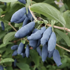 Zimolez kamčatský 'Aurora' - Lonicera kamtschatica 'Aurora'