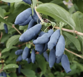 Zimolez kamčatský 'Aurora' - Lonicera kamtschatica 'Aurora'