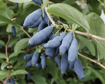 Zimolez kamčatský 'Aurora'