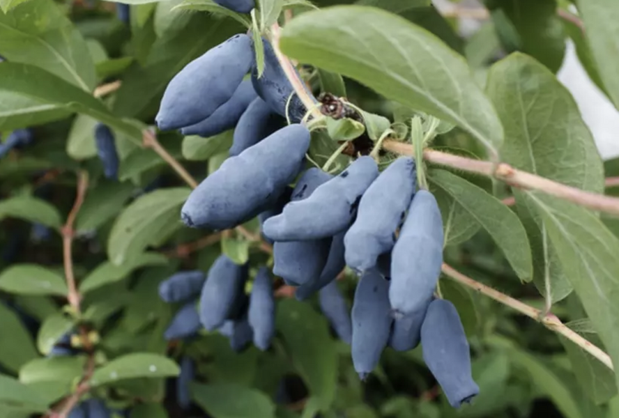 Zimolez kamčatský 'Aurora' - Lonicera kamtschatica 'Aurora'