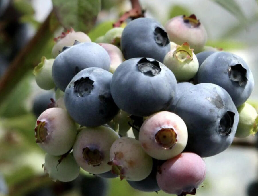 Borůvka chocholičnatá, kanadská borůvka 'Blue Dessert' - Vaccinium corymbosum 'Blue Dessert'