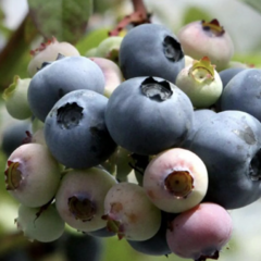 Borůvka chocholičnatá, kanadská borůvka 'Blue Dessert' - Vaccinium corymbosum 'Blue Dessert'