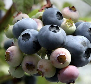 Borůvka chocholičnatá, kanadská borůvka 'Blue Dessert'