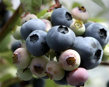 Borůvka chocholičnatá, kanadská borůvka 'Blue Dessert'