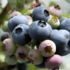 Vaccinium corymbosum 'Blue Dessert'.png