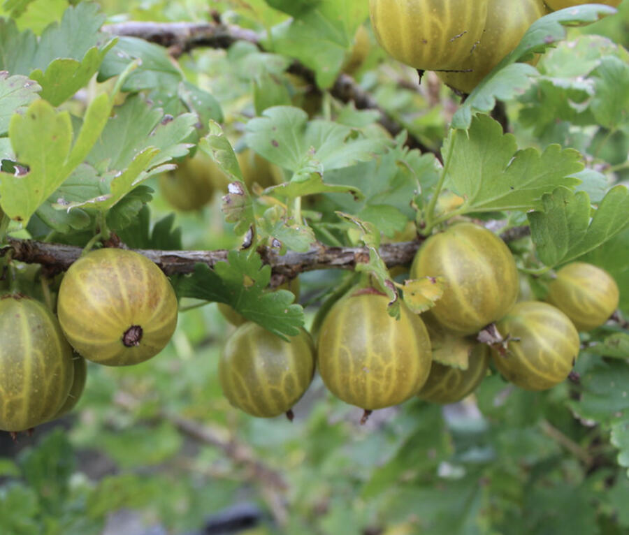 Angrešt žlutý 'Zlatka' - Grossularia uva-crispa 'Zlatka'