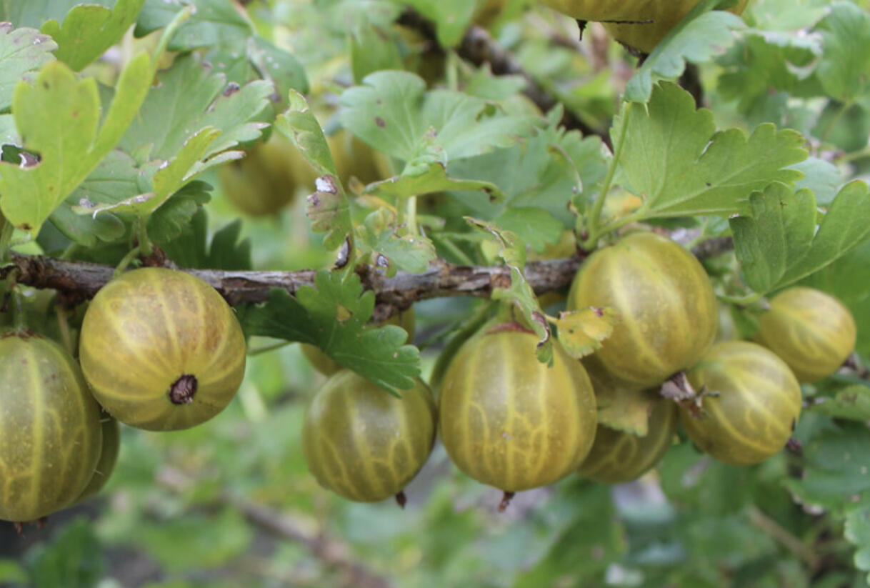 Angrešt žlutý 'Zlatka' - Grossularia uva-crispa 'Zlatka'