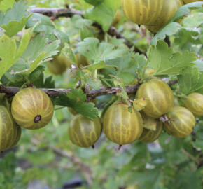 Angrešt žlutý 'Zlatka'