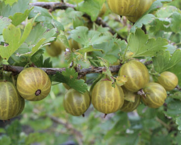 Angrešt žlutý 'Zlatka'