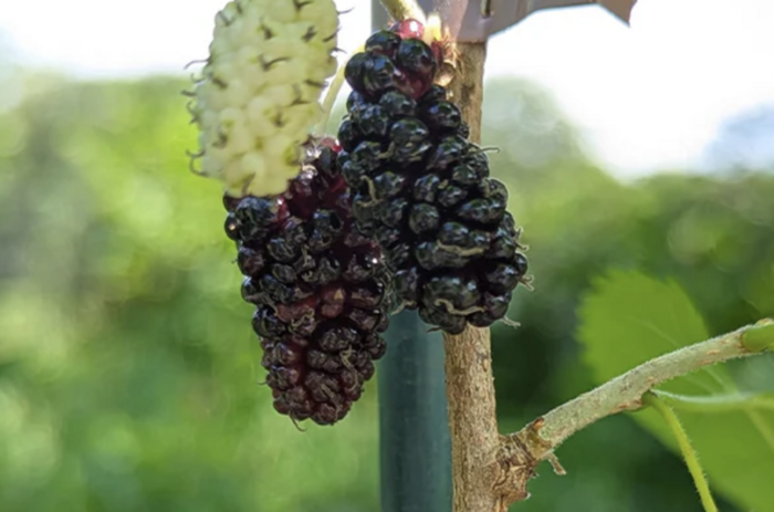 Morušovník černý 'Gerardi Dwarf' - Morus nigra 'Gerardi Dwarf'