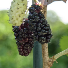 Morušovník černý 'Gerardi Dwarf' - Morus nigra 'Gerardi Dwarf'