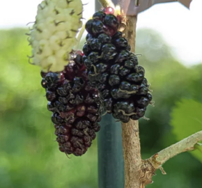 Morušovník černý 'Gerardi Dwarf' - Morus nigra 'Gerardi Dwarf'
